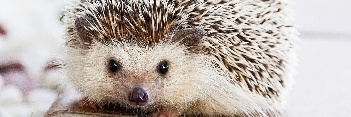 hedgehog portrait