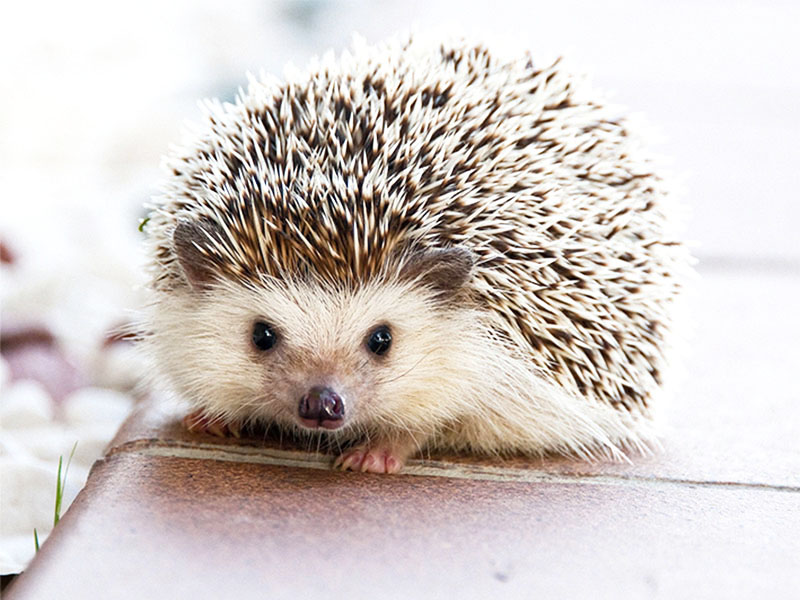 Hedgehog