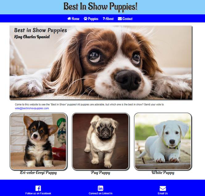 Best in Show Puppies Website